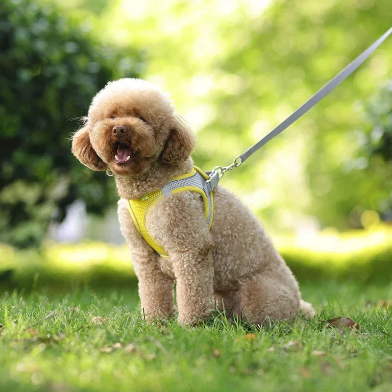 Dog Harness Set