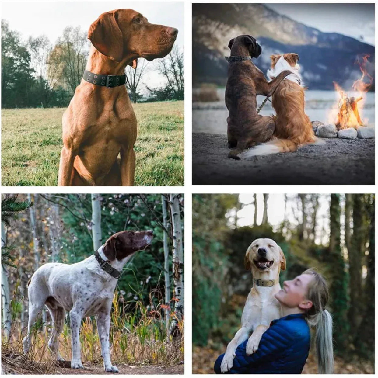 Adjustable Reflective Dog Collar