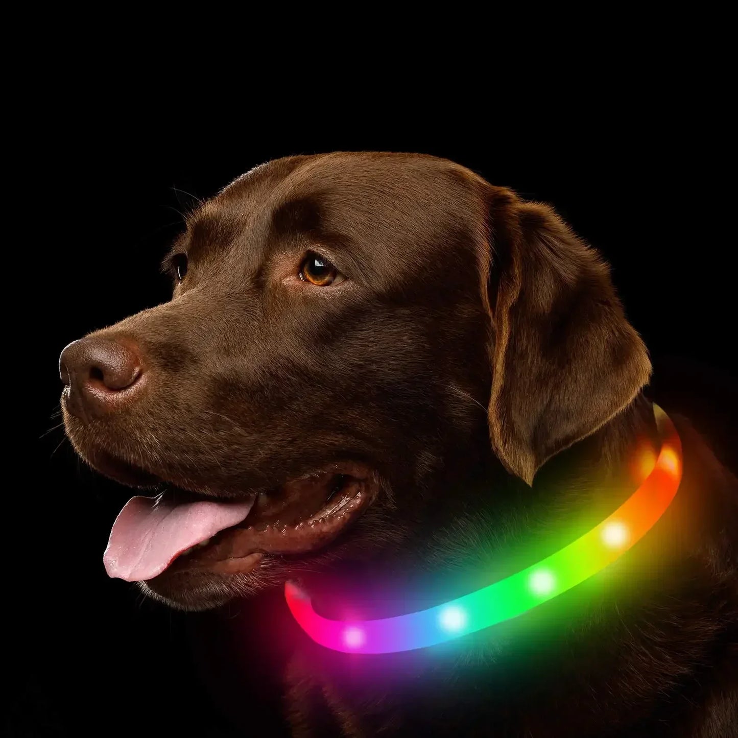 USB Rechargeable LED Dog Collar