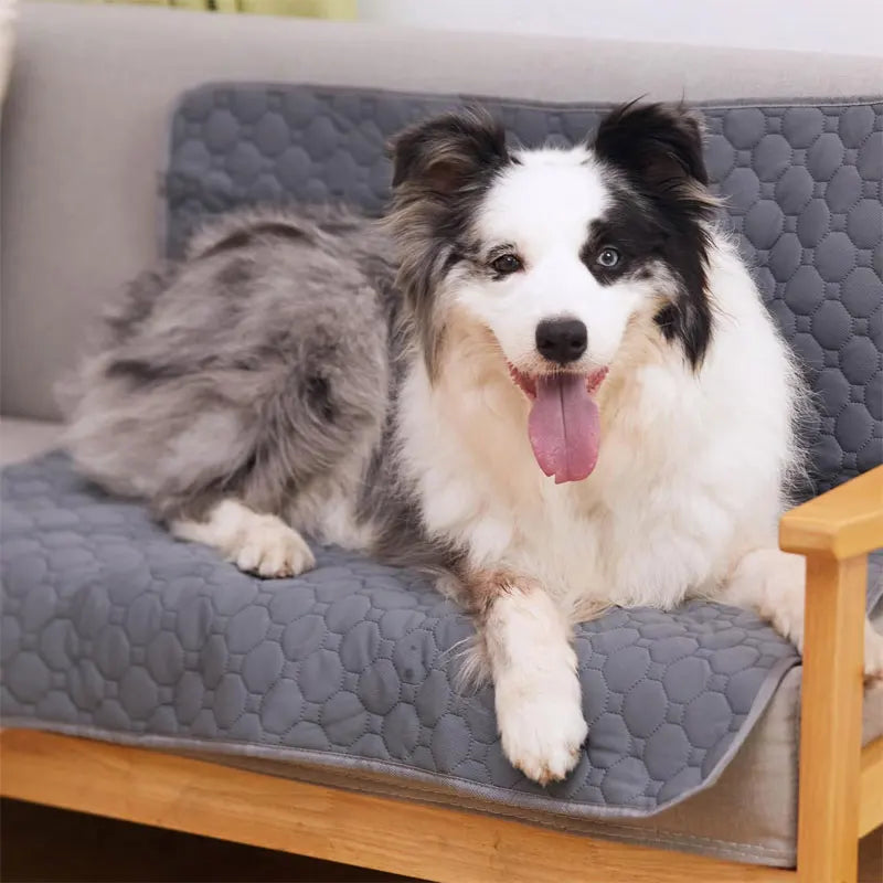 Dog Pee Pad & Training Mat