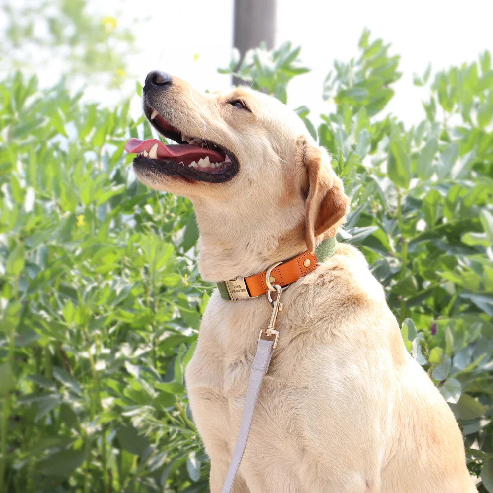 Custom Nylon Dog Collar & Leash