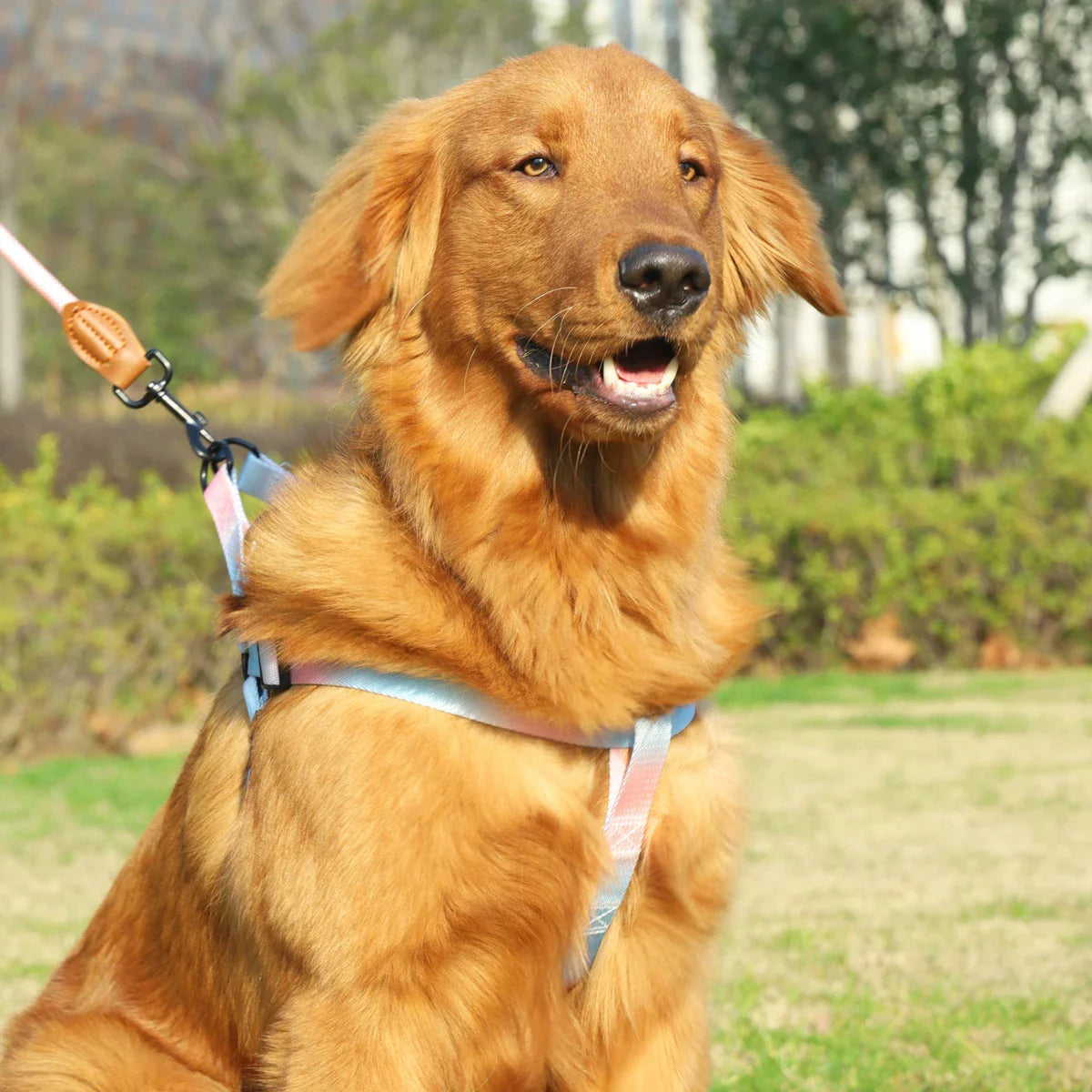 Colorful Pet Harness & Leash Set