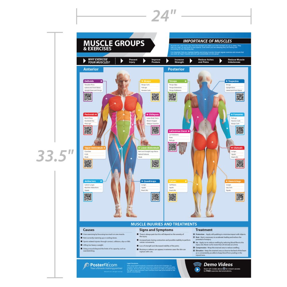 Body Conditioning Gym Posters - Set of 7 Fitness Posters - Laminated Exercise Posters - EXTRA LARGE - 33” x 23.5” - Physical Training and Workouts - Includes Video Training Support