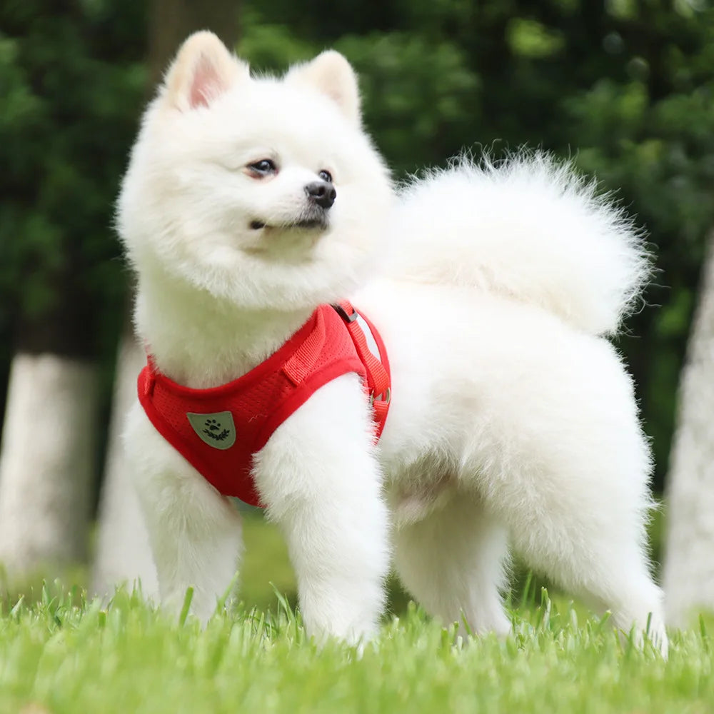 Dog Harness & Leash Set