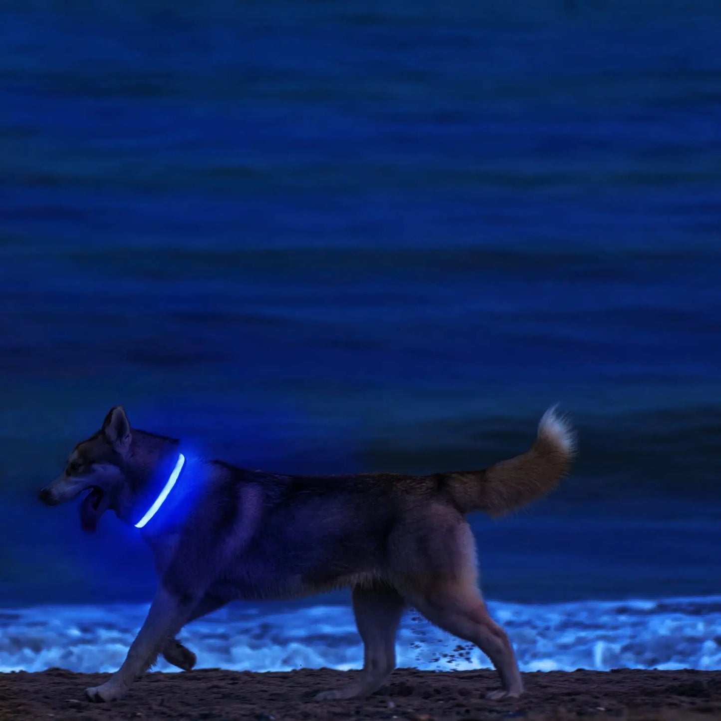 LED Light-Up Dog Collar